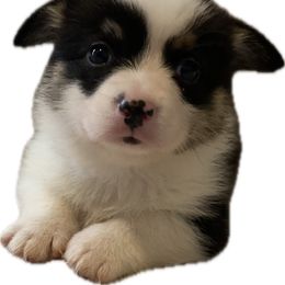 Pop - Black and white male American Corgi puppy in Hueytown, Alabama from AAA Corgis