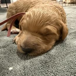 Light pink - Apricot female Goldendoodle puppy in Bakersfield, California from Lavish Doodles