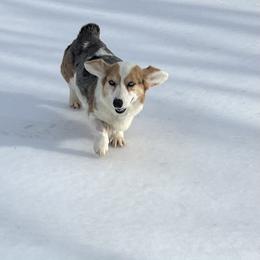 American Corgi puppies from Foxy Knoll Farm
