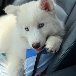 Bolt - White male Siberian Husky puppy in Everett, Washington from Addison Grove Huskies