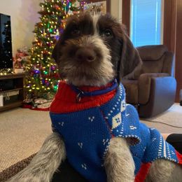 German Wirehaired Pointer Puppies from Afterhours German Wirehaired Pointers