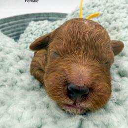 Milk Dud - Red  female Goldendoodle puppy in Sunman, Indiana from Brunsman Country Doodles LLC