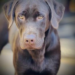 Cooper - Labrador Retriever