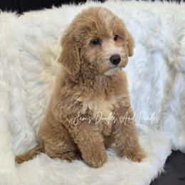 Summit - Yellow and white male Bernedoodle puppy in Cleveland, Georgia from Jam's Doodles And Poodles