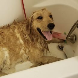 French Bulldog, Goldendoodle, and Golden Retriever Puppies from Crystal Coast Kennels, LLC