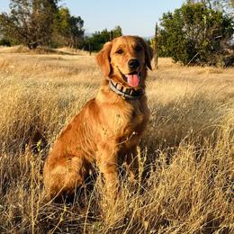 Golden Retriever All Grown Up from Heartwood Goldens