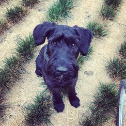 Audrey - Giant Schnauzer