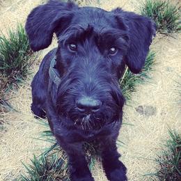 Audrey - Giant Schnauzer