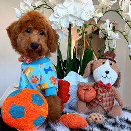 GEORGIE - Red male Maltipoo puppy in Sugar Land, Texas from Celebrity Maltipoos