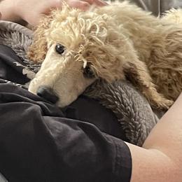 Yellow - Apricot male Poodle puppy in Orting, Washington from Coplar Creek Standard Poodles