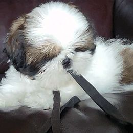 Shih Tzu Puppies from Jazzie Shih Tzu