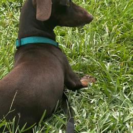 Oliver - Dachshund