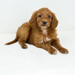 INDY - Red  female Goldendoodle puppy in Davison, Michigan from Dreaming Doodles