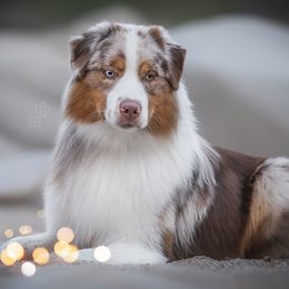 BIG - Australian Shepherd