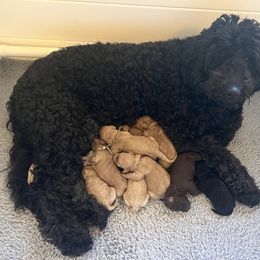 Goldendoodle Puppies from Dream Lake Doodles