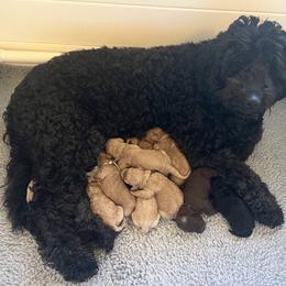 Goldendoodle Puppies from Dream Lake Doodles