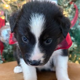Griswold - Black tri-color male Australian Shepherd puppy in Preston, Idaho from KC Bar Ranch Aussies