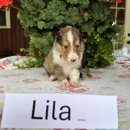 Lila - Sable and white female Collie puppy in Sedalia, Missouri from Brown Acres Collies