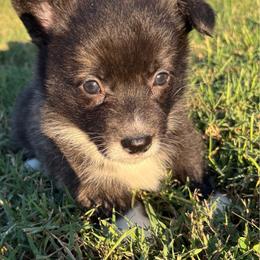 Dorothy - Brindle and white female American Corgi puppy in Madison, North Carolina from Montgomery Corgis