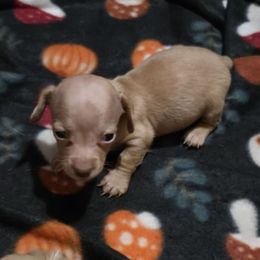 Boy 1 - Cream male Dachshund puppy in Edinburg, Virginia from Hunter Lane Dachshunds