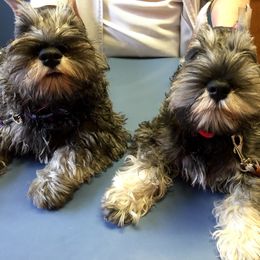 Miniature Schnauzer Puppies from Montage Miniature Schnauzers