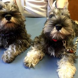 Miniature Schnauzer Puppies from Montage Miniature Schnauzers