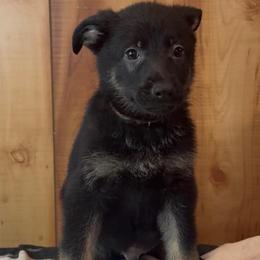 Inferno - Black and tan male German Shepherd puppy in Beech Grove, Arkansas from Ze Zadnich lesu