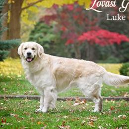 Luke - Golden Retriever