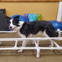 Bree - Border Collie