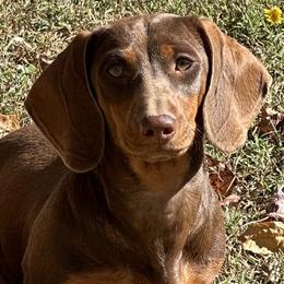 Reese - Dachshund
