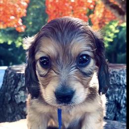 Dachshund Puppies from Northwest Dachshunds