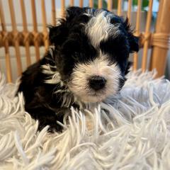 Aussiedoodle, Bernedoodle, and Goldendoodle Puppies from Flat Rock Doodles LLC