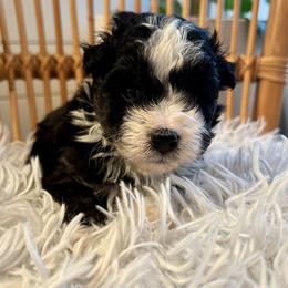 Aussiedoodle, Bernedoodle, and Goldendoodle Puppies from Flat Rock Doodles LLC