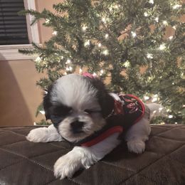 Vixen AKC - Black and white female Shih Tzu puppy in Winston Salem, North Carolina from Jay&Ray Shih Tzu’s