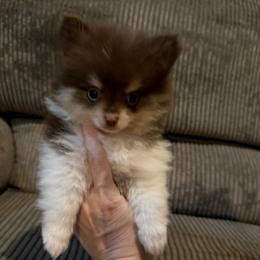 Jack - Chocolate parti male Pomeranian puppy in Minooka, Illinois from Sheree’s Pomeranians