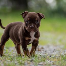 Boy 2 - American Bully puppy in Violet Hill, Arkansas from Obduro Bullies