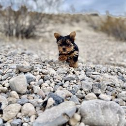 Pomeranian and Yorkshire Terrier Puppies from Dreaming Puppies