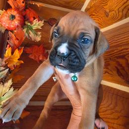 Teal Collar - Fawn female Boxer puppy in Forsyth, Montana from Hert's Big Sky Boxers