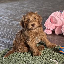 Burlap - Caramel red male Australian Labradoodle puppy in Dawson, Georgia from Still Pond Australian Labradoodles