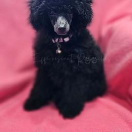 Black Betty - Black female Poodle puppy in Coolidge, Arizona from Effervescent-Pooches