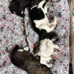 Poodle Puppies from Paddock's Purebred Poodles