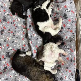 Poodle Puppies from Paddock's Purebred Poodles