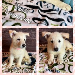 German Shepherd Puppies from Pocono GSD