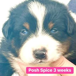 Posh Spice - Black tri-color Australian Shepherd puppy in Gowen, Michigan from XA AUSTRALIAN SHEPHERDS