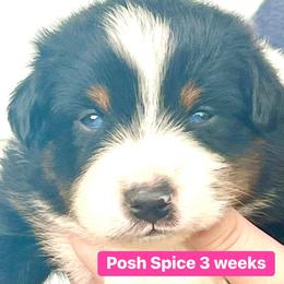 Posh Spice - Black tri-color Australian Shepherd puppy in Gowen, Michigan from XA AUSTRALIAN SHEPHERDS