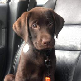 Dilute Retriever and Labrador Retriever Puppies from CKB Labradors