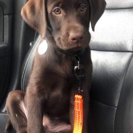 Dilute Retriever and Labrador Retriever Puppies from CKB Labradors