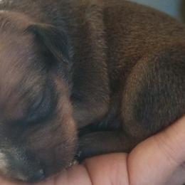 Miniature Pinschers from Nicole Anderson