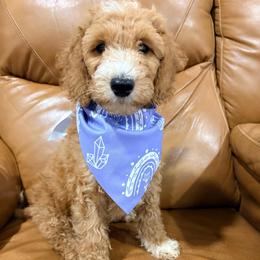 Peter Pan - Parti male Goldendoodle puppy in Pittsburg, Texas from Peachy Pine Goldendoodles