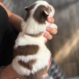 Lovey - Lavender male Pomsky puppy in Sturgis, Kentucky from Furever Pomskies